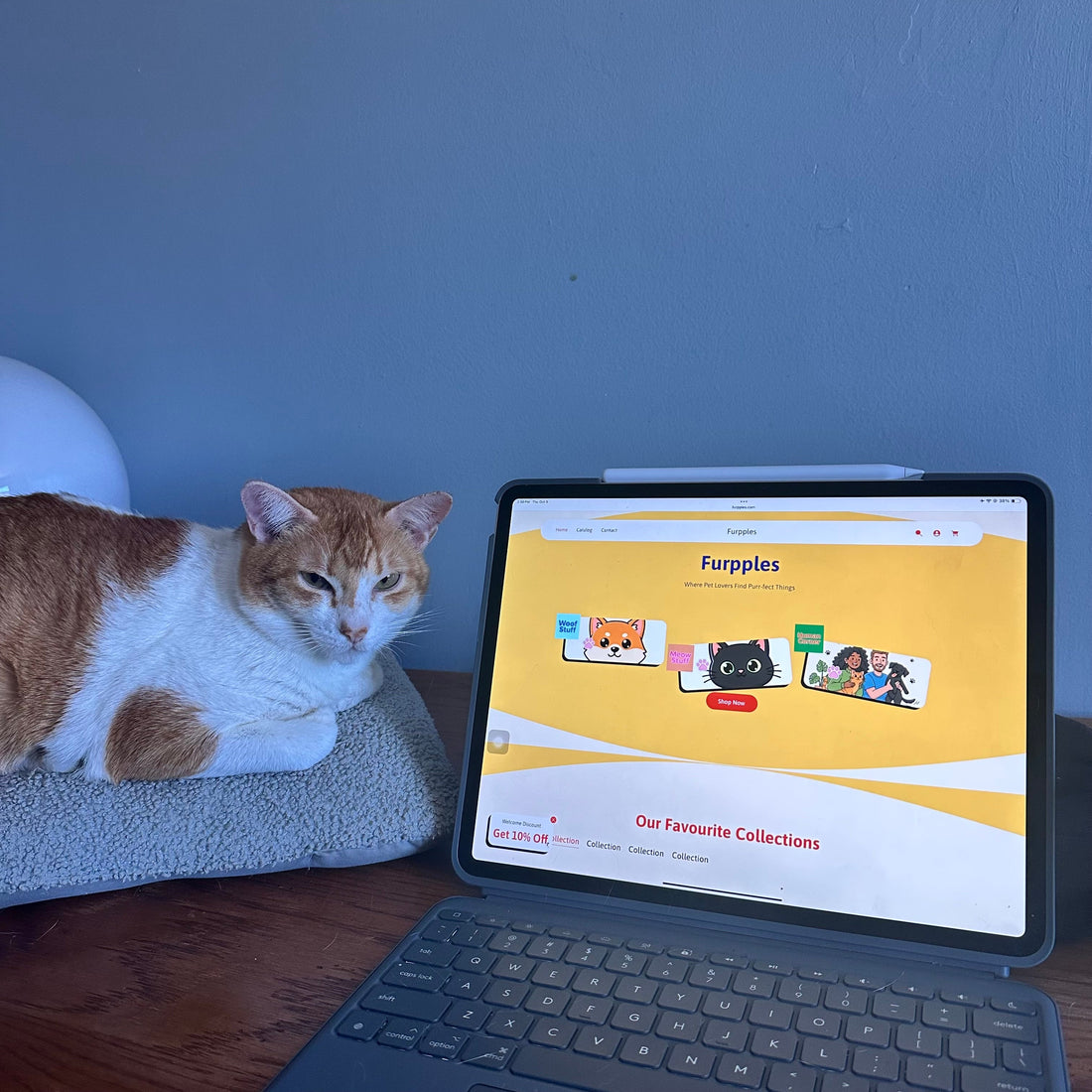 Orange and white cat (Flo) lying on a gray cushion next to a tablet displaying the Furpples.com homepage.