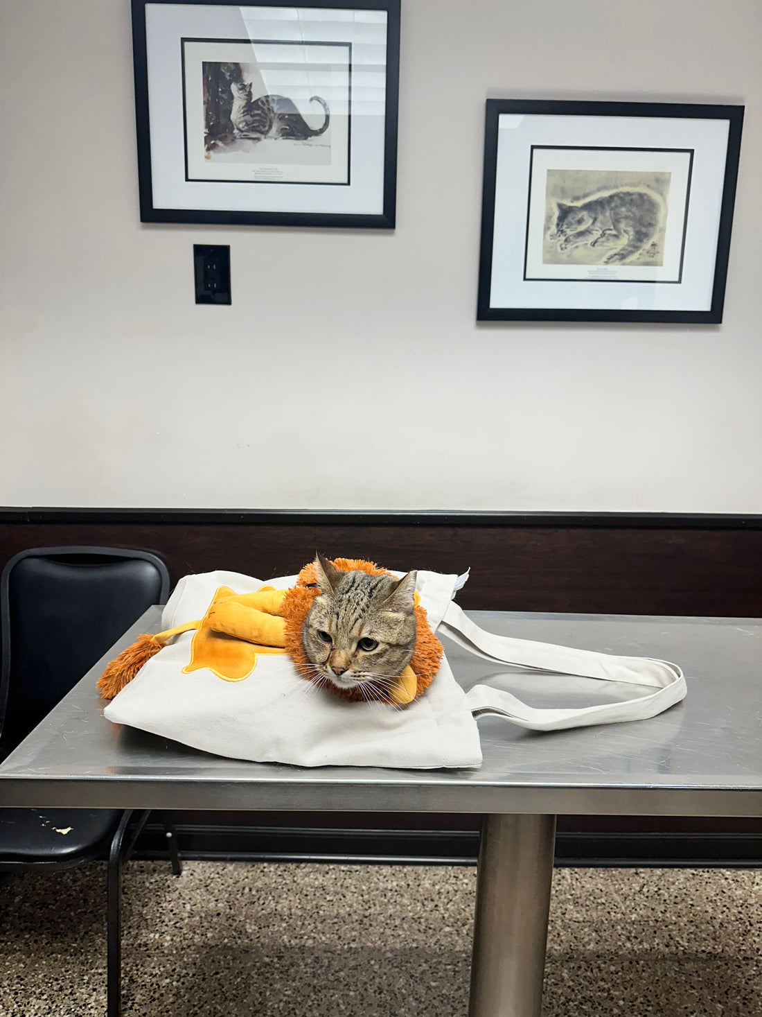 Cat in a lion costume inside a canvas Lion Cat Tote Bag on a vet examination table.