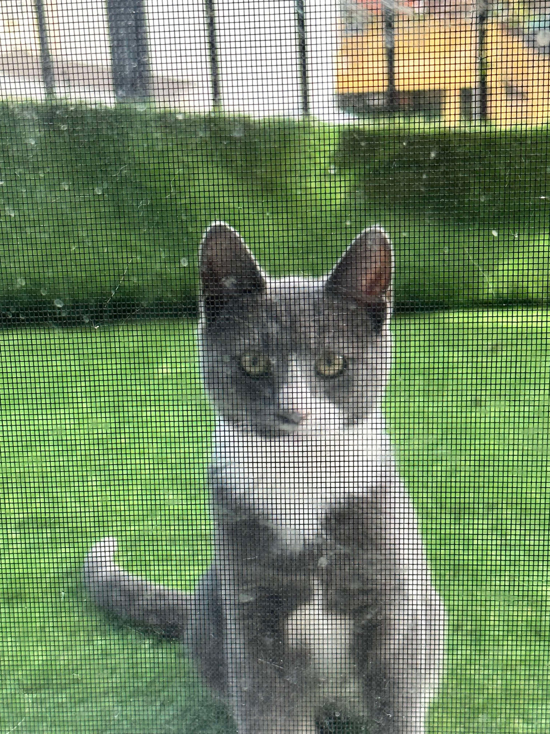 Grey cat named Eddie Boy looking inside a room through a glass balcony door