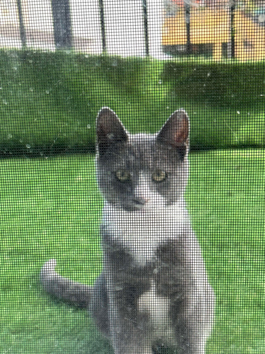 Grey cat named Eddie Boy looking inside a room through a glass balcony door